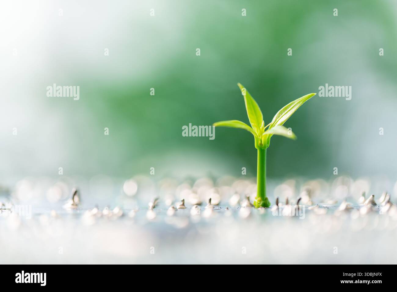 I progressi nel campo dell'elettronica e della tecnologia digitale stanno favorendo innovazioni di ingegneria ecocompatibile, le aziende tecnologiche sviluppano hardware ecocompatibile e design di chip t Foto Stock