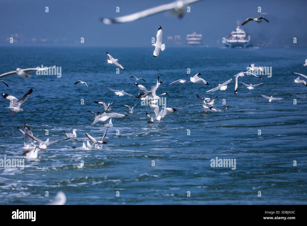 Un gregge di gabbiani si innalza con grazia sulle acque turchesi del Golfo del Bengala, vicino all'isola di Saint Martin. Saint martin, Bangladesh. Foto Stock