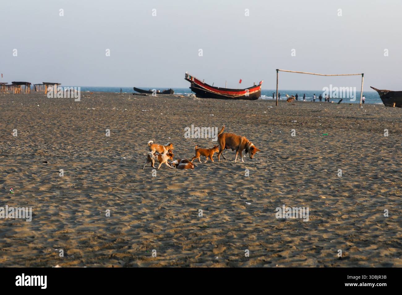 Un cane madre conduce i suoi cuccioli giocosi lungo le sabbie morbide della spiaggia di Saint Martin, un momento sereno di vita in riva al mare. Saint Martin, Cox's Bazar, Bangl Foto Stock