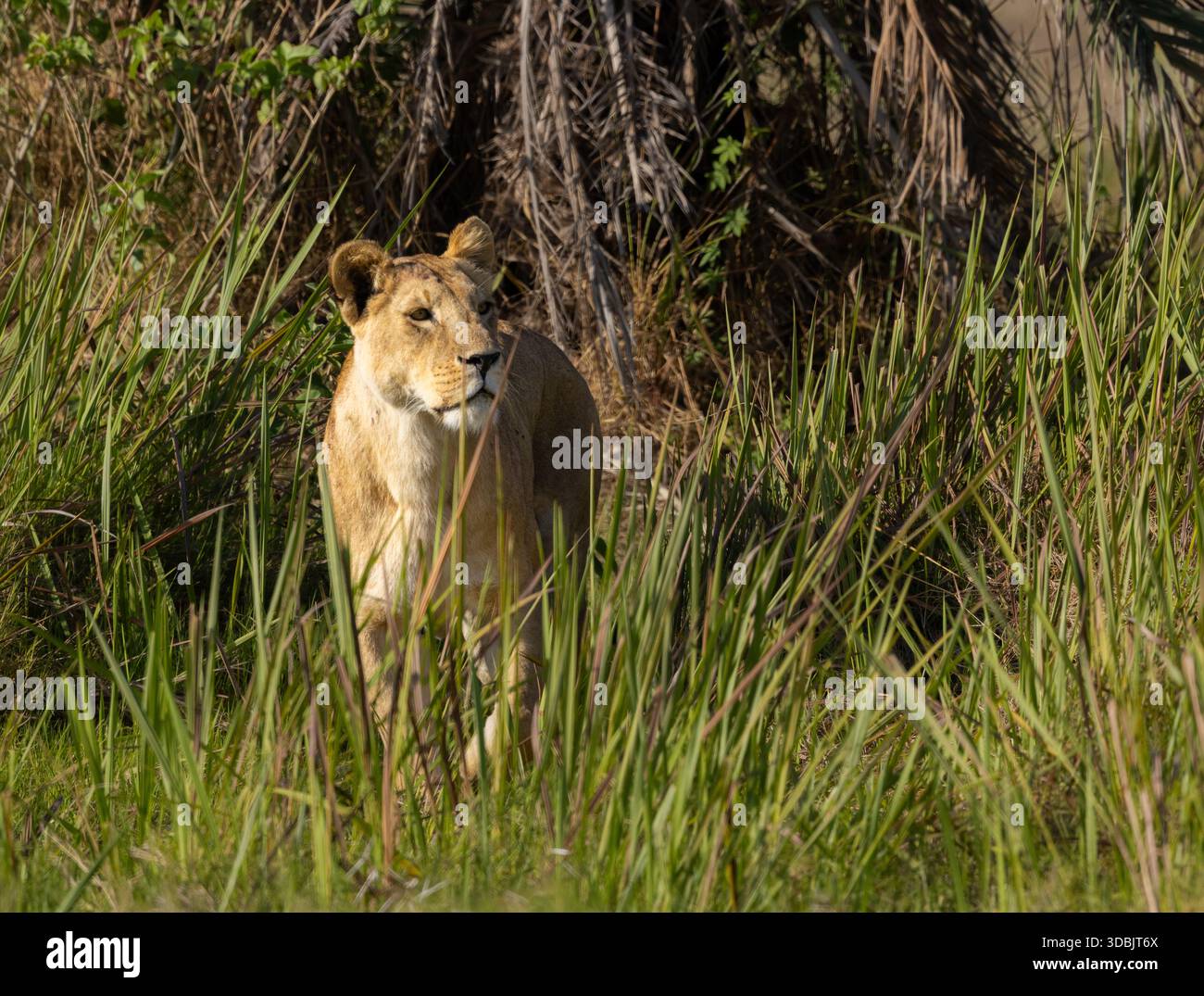 Leonessa nel Parco Nazionale di Amboseli (Kenya) Foto Stock