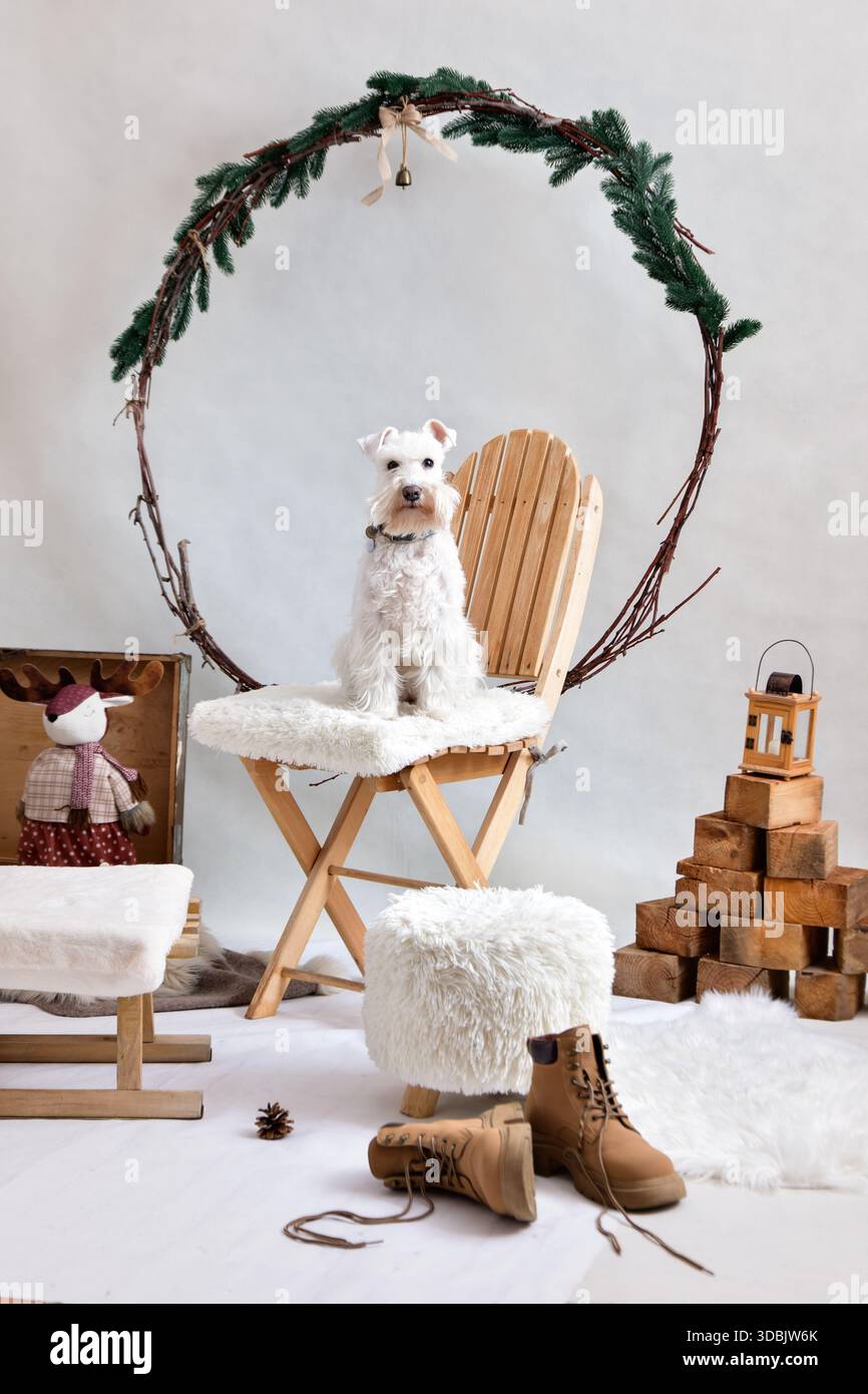 Piccolo cane bianco schnauzer ritratto naturale delle vacanze invernali al coperto Foto Stock