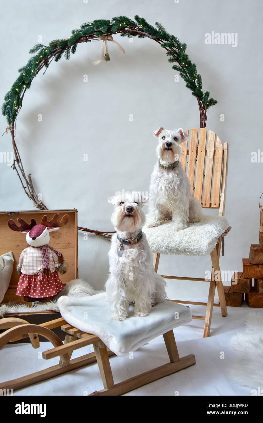 Un bel paio di cani bianchi sullo sfondo natalizio Foto Stock