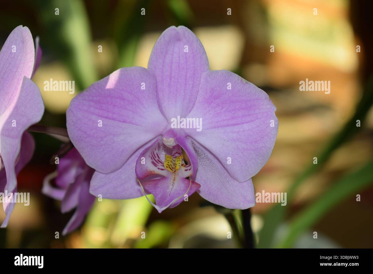 orchidea viola Foto Stock