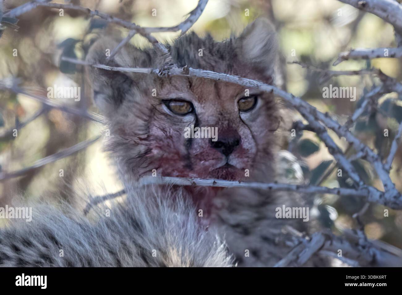 Cheetah cucciolo di sangue per aver mangiato springbok, Twasulu Kalahari Reserve, Kalahari, Sud Africa Foto Stock