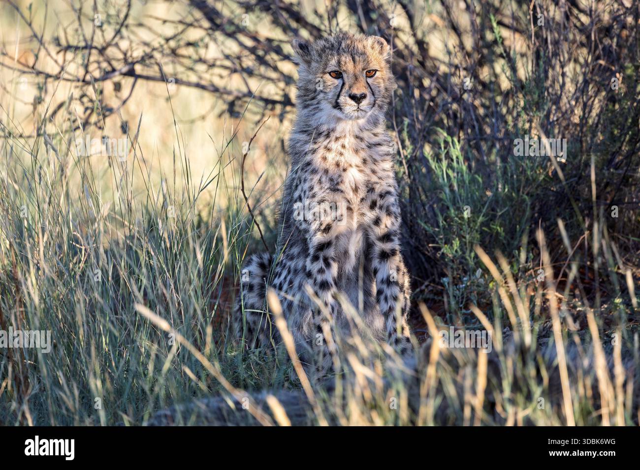 Cheetah Cub, Twasulu Kalahari Reserve, Kalahari, Sudafrica Foto Stock