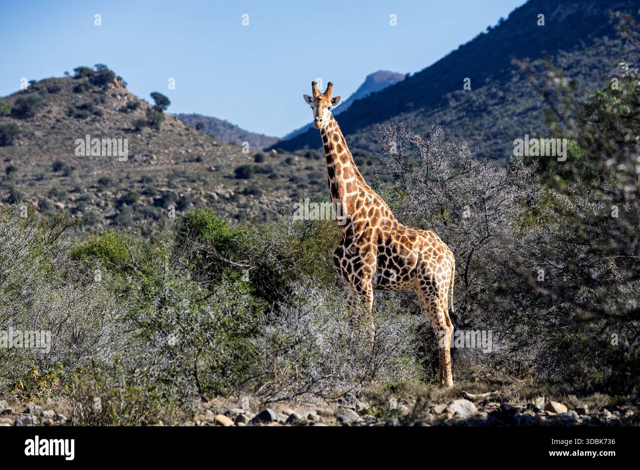 Giraffa sudafricana, riserva naturale di Samara, Karoo orientale, Sudafrica, Foto Stock