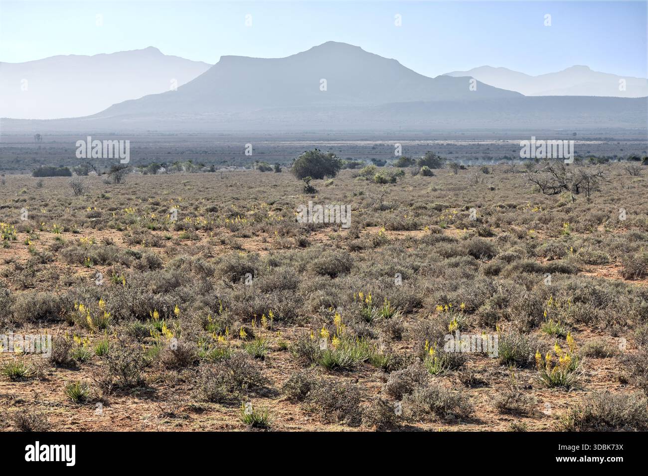 Bulbo a foglie strette + vista, riserva naturale di Samara, Karoo orientale, Sudafrica, Foto Stock