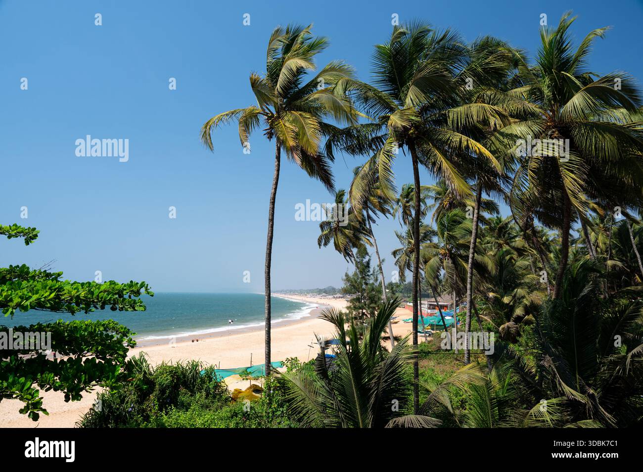 Palme e barche sulla spiaggia di Goa, India meridionale, costa occidentale tropicale, Mar Arabico in Asia, destinazione turistica Foto Stock