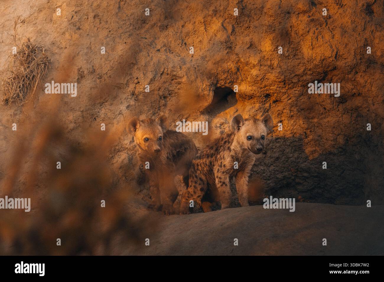 Dalla loro tana emergono due cuccioli di iena macchiati, immersi nel caldo bagliore del sole africano, un momento di bellezza selvaggia, Hazyview, Mpumalanga, Sud Foto Stock