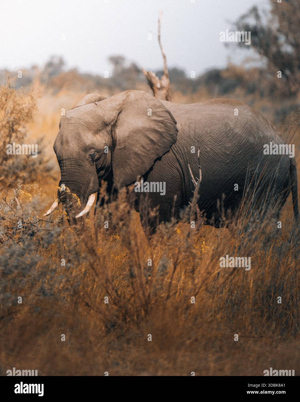 La vista di un elefante si erge maestosamente tra l'erba marrone-dorata, la sua massiccia forma un netto contrasto con la delicata vegetazione, Maun, nord-ovest Foto Stock