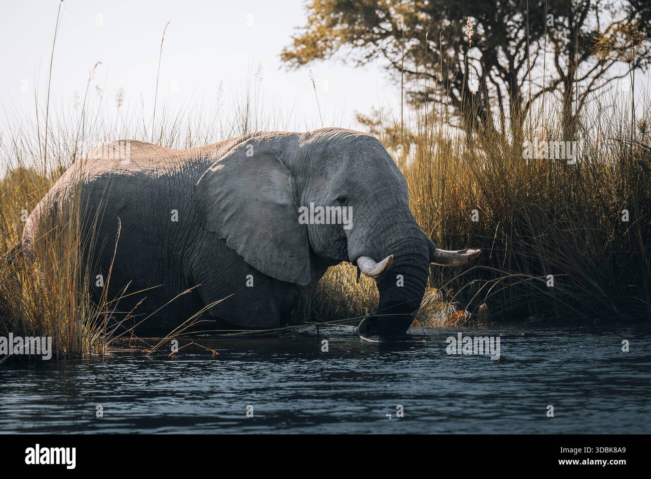 Vista di un elefante che si tuffa attraverso l'acqua serena e ondulata tra le alte erbe, sotto il soffice bagliore del sole, Maun, il quartiere nord-occidentale, il Botswana Foto Stock