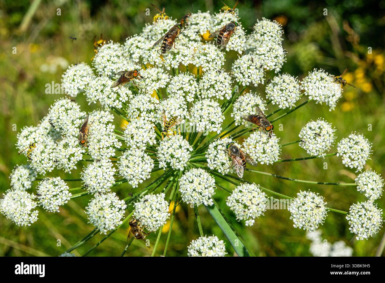 Vista ravvicinata di vari insetti, tra cui mosche e vespe, nutrendosi dei piccoli fiori bianchi di un fiore selvatico a forma di ombelico in un prato estivo soleggiato Foto Stock