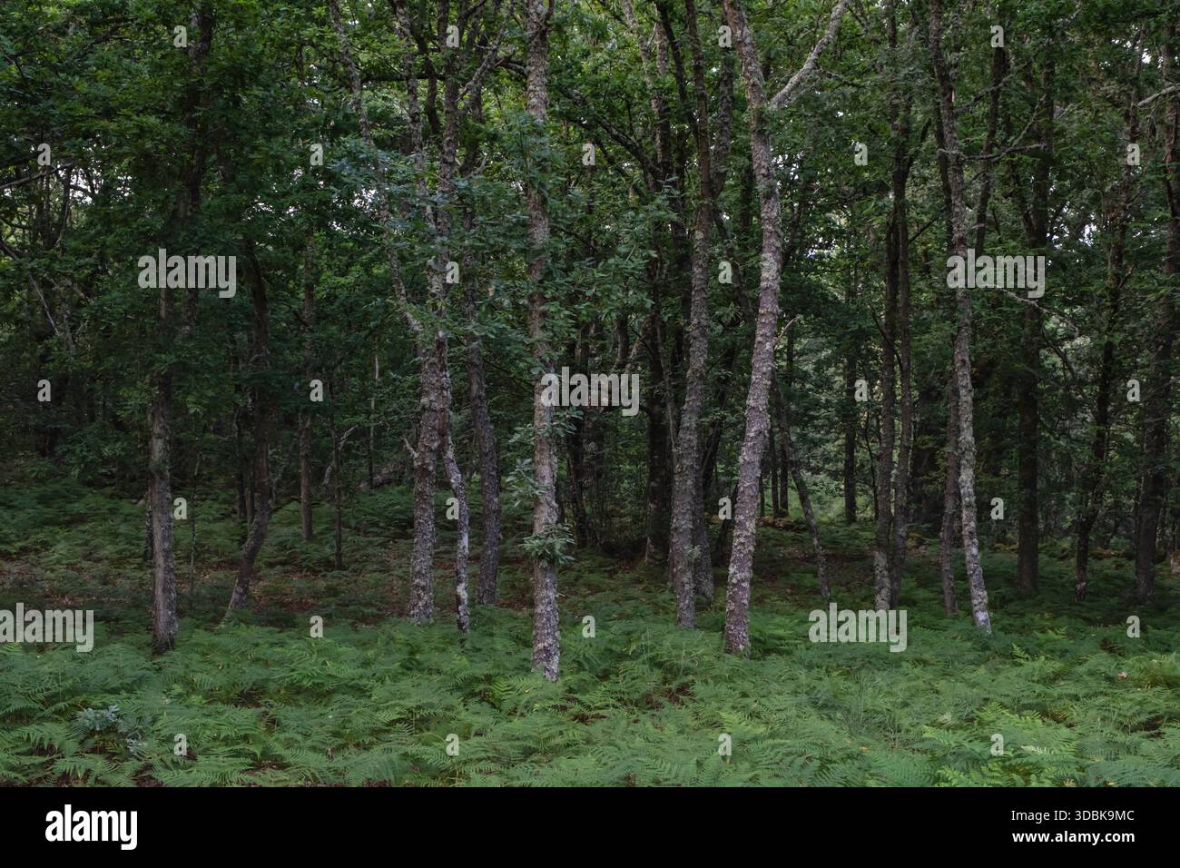 Stand di querce in boschi misti decidui, Ourense, Spagna Foto Stock