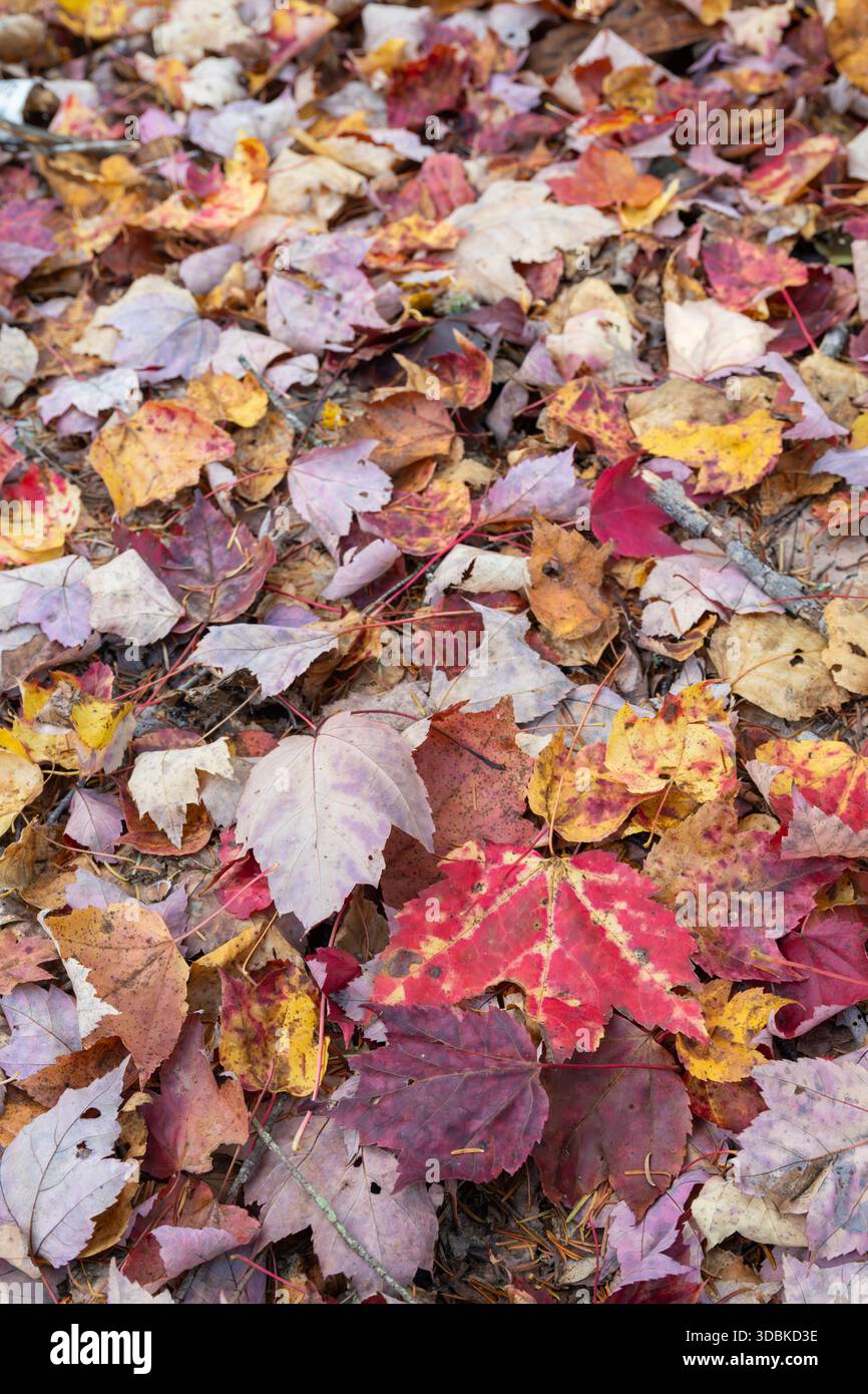 Foglie autunnali sul fondo della foresta, vicino a Rangeley, Maine Foto Stock