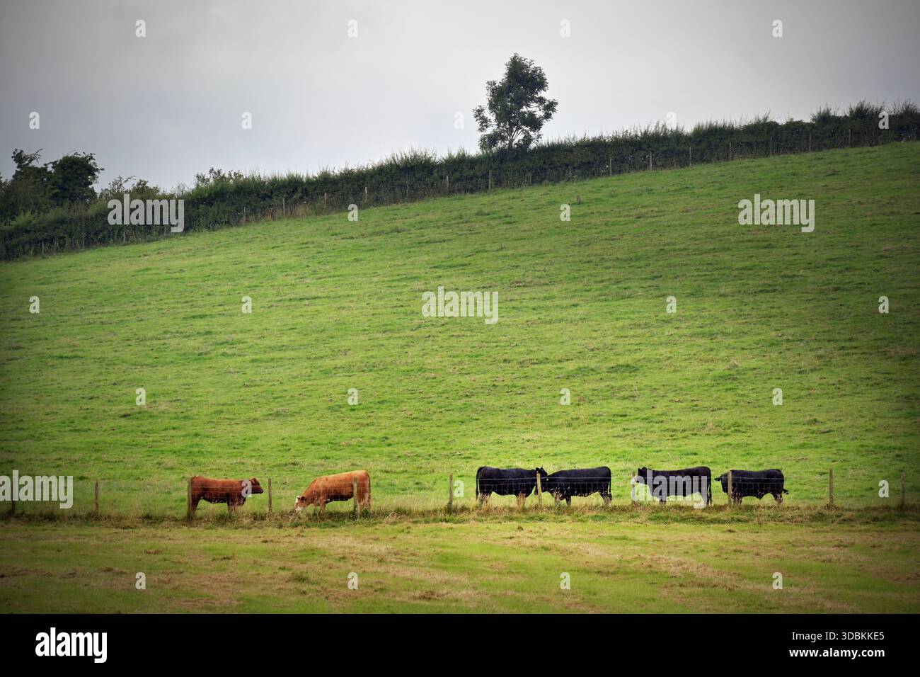 mucche che pascolano in campo, sawley, lancashire, inghilterra Foto Stock