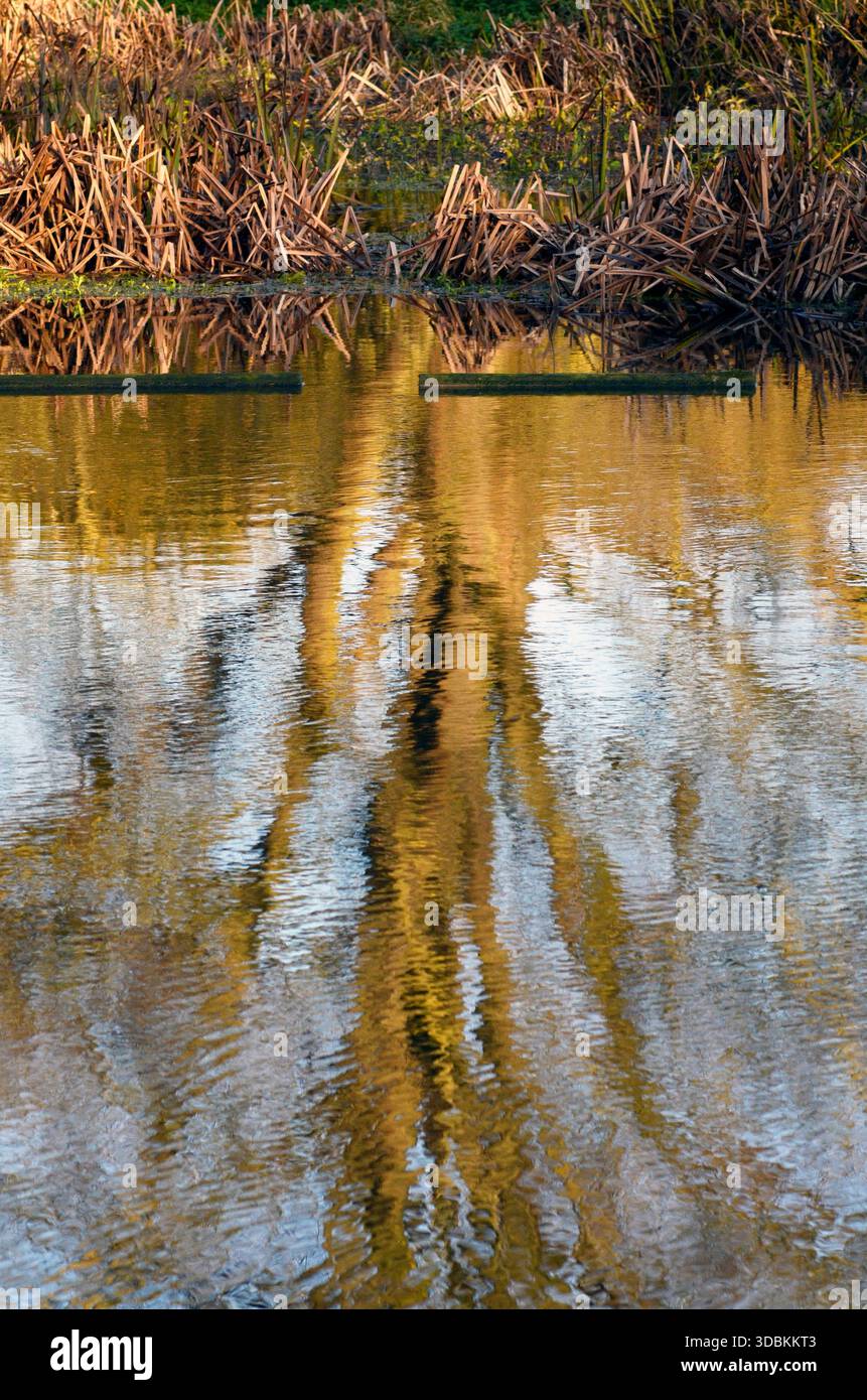 riflessi sugli alberi nel fiume waveney ellingham, norfolk, inghilterra Foto Stock