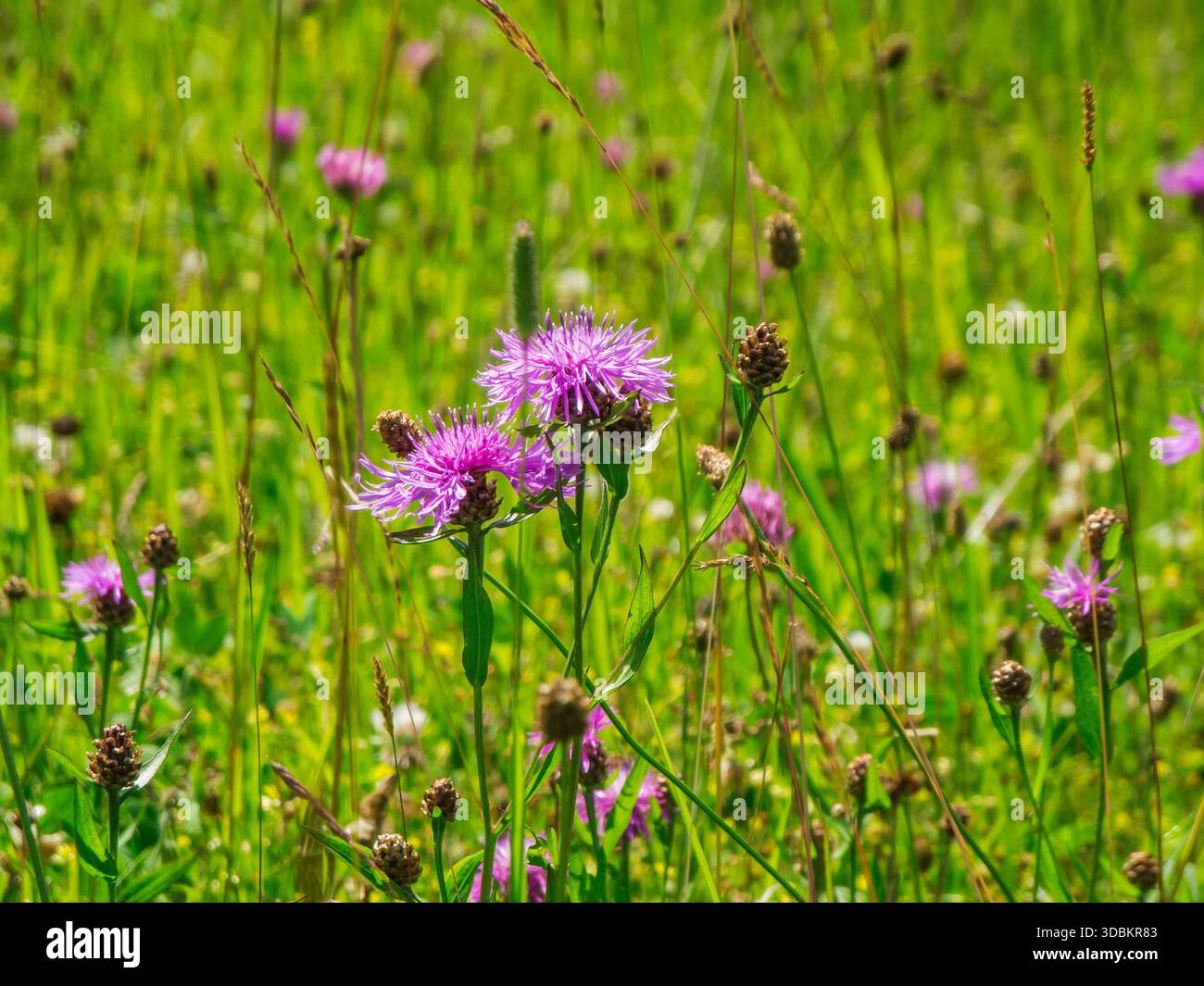 Prato selvaggio con knapweed Foto Stock