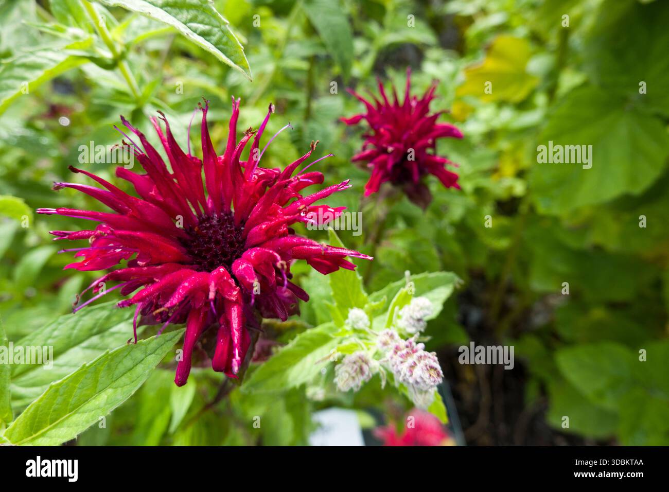 Ortica indiana (Monarda didyma) nel giardino delle erbe. Foto Stock