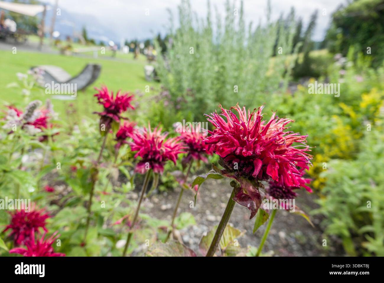 Ortica indiana (Monarda didyma) nel giardino delle erbe Foto Stock