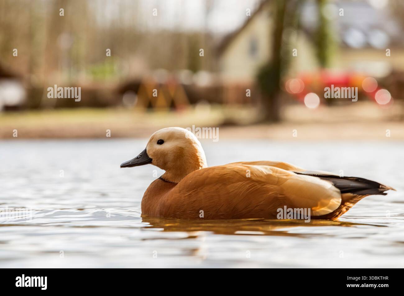 Ruddy Shelduck a Heider Bergsee Foto Stock