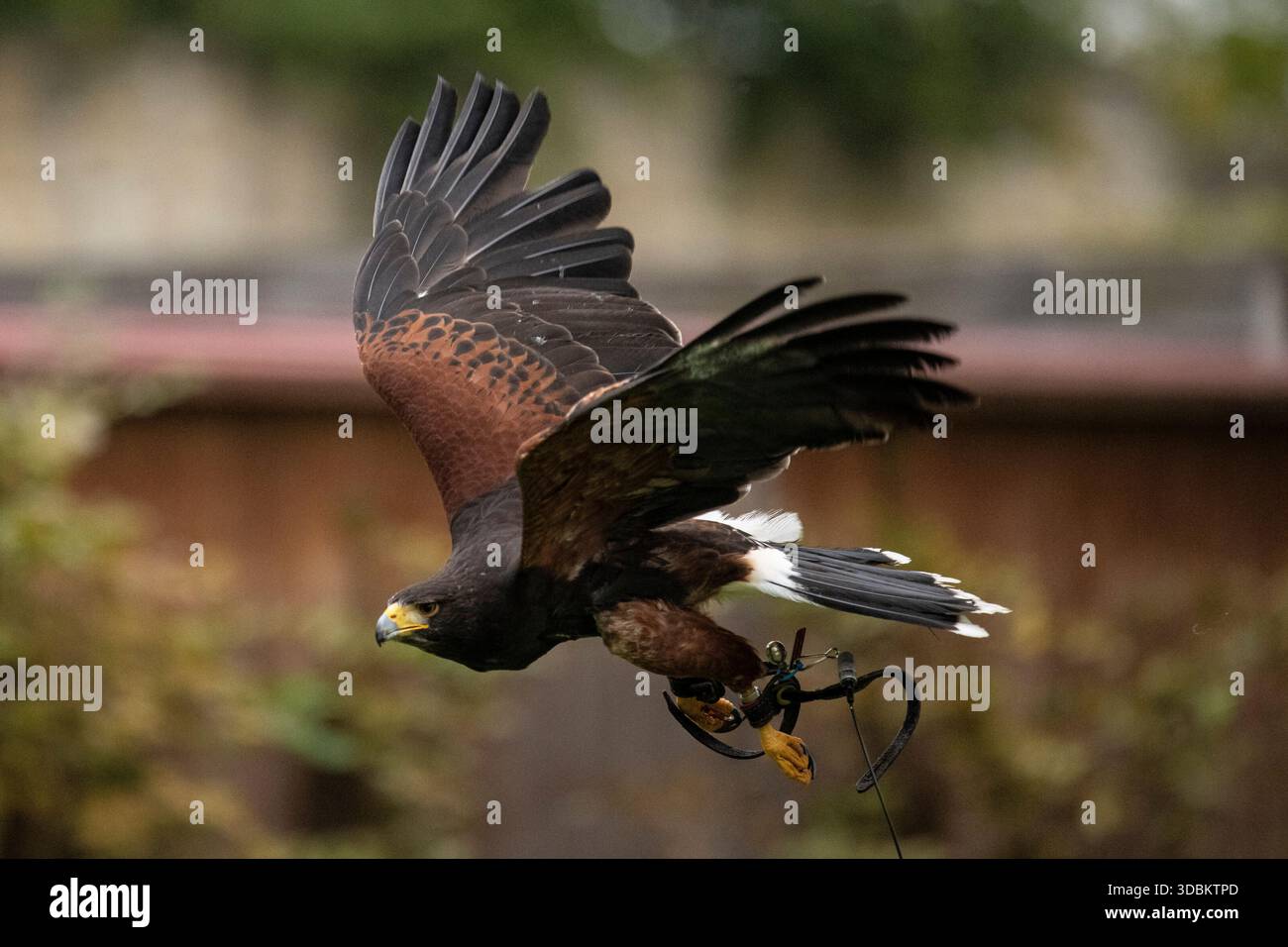 Un falco in volo Foto Stock
