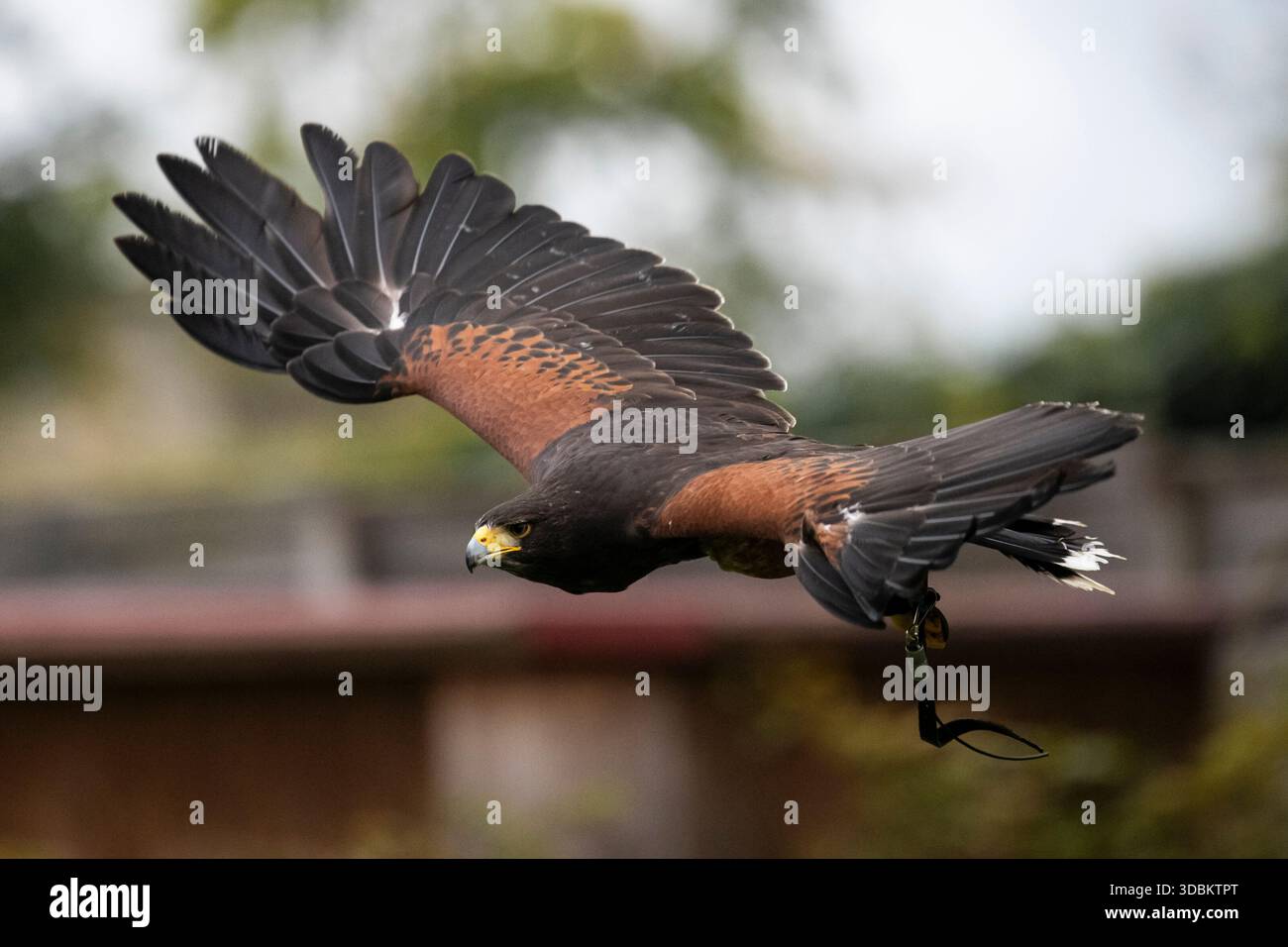 Falco volante Foto Stock