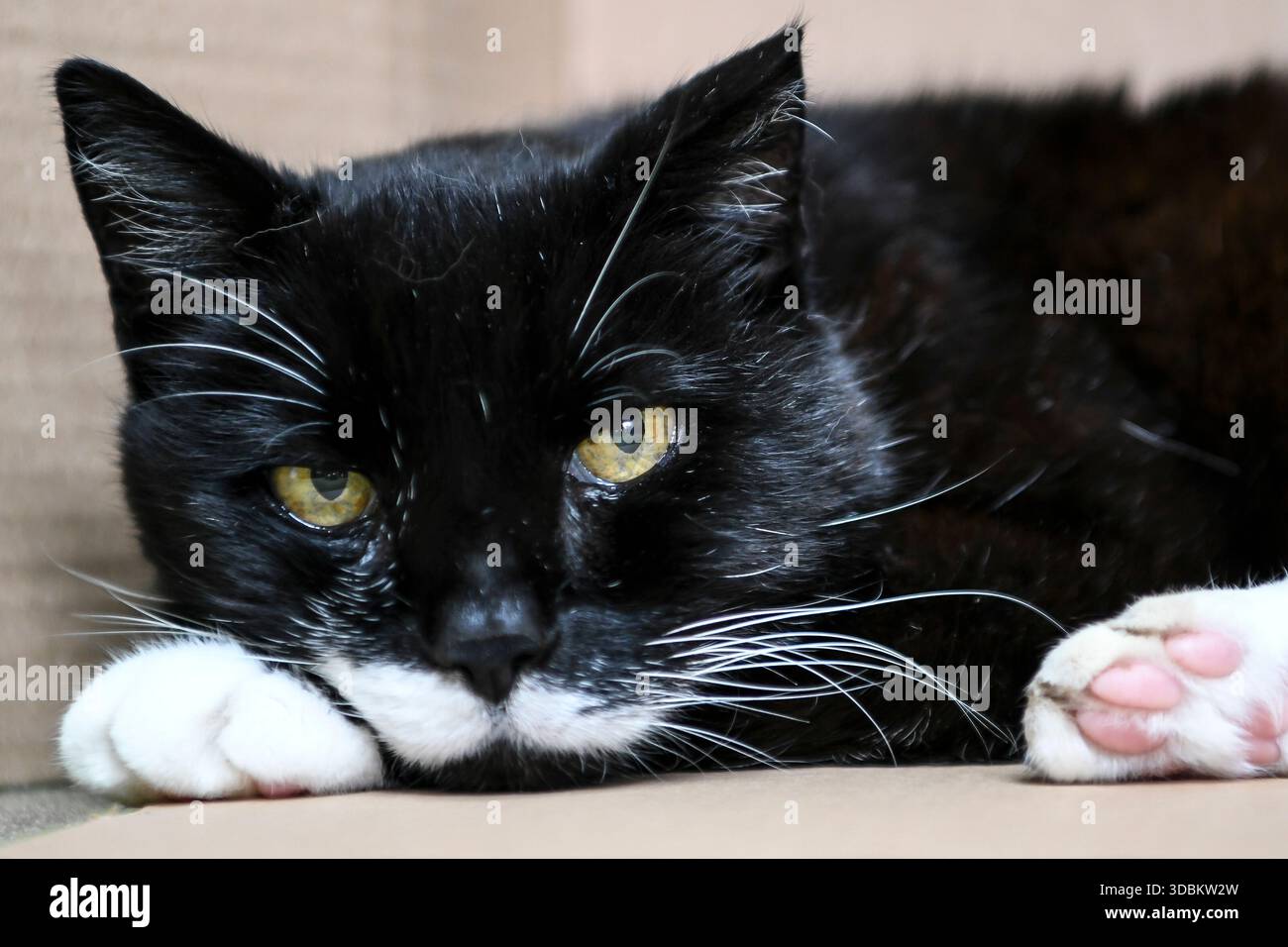 Cat. Schnurr Foto Stock
