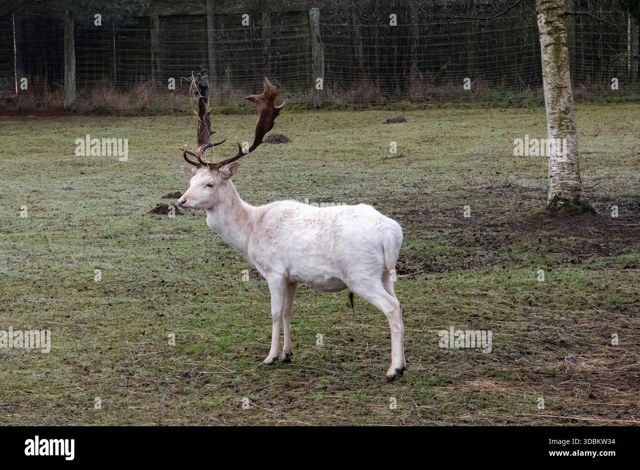 Un cervo bianco orgoglioso, noto anche come cervo dalla coda bianca - questa specie appartiene alla famiglia dei cervi rossi. Foto Stock