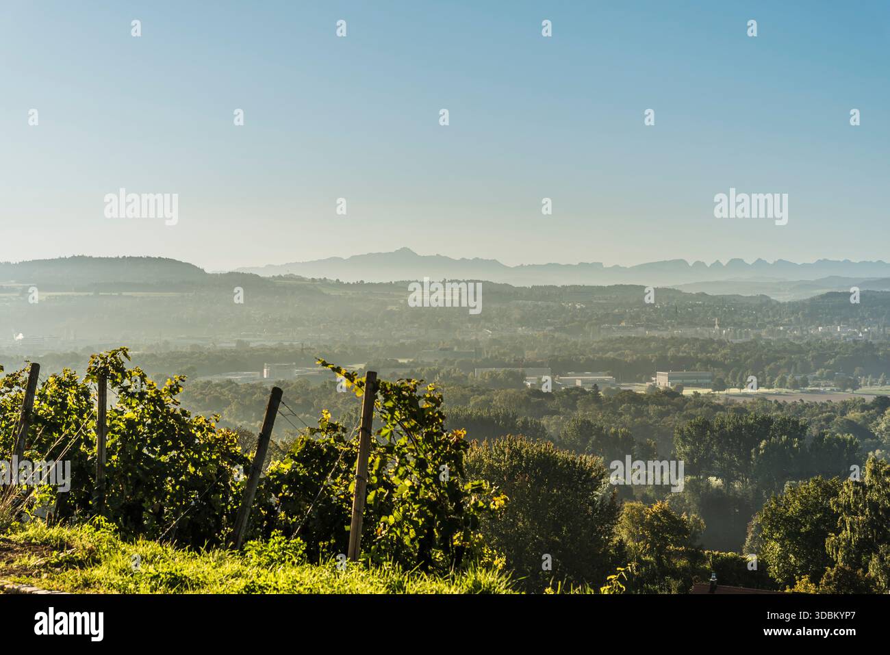 Vigneto con i monti Alpstein all'orizzonte, Canton Thurgau, Svizzera Foto Stock