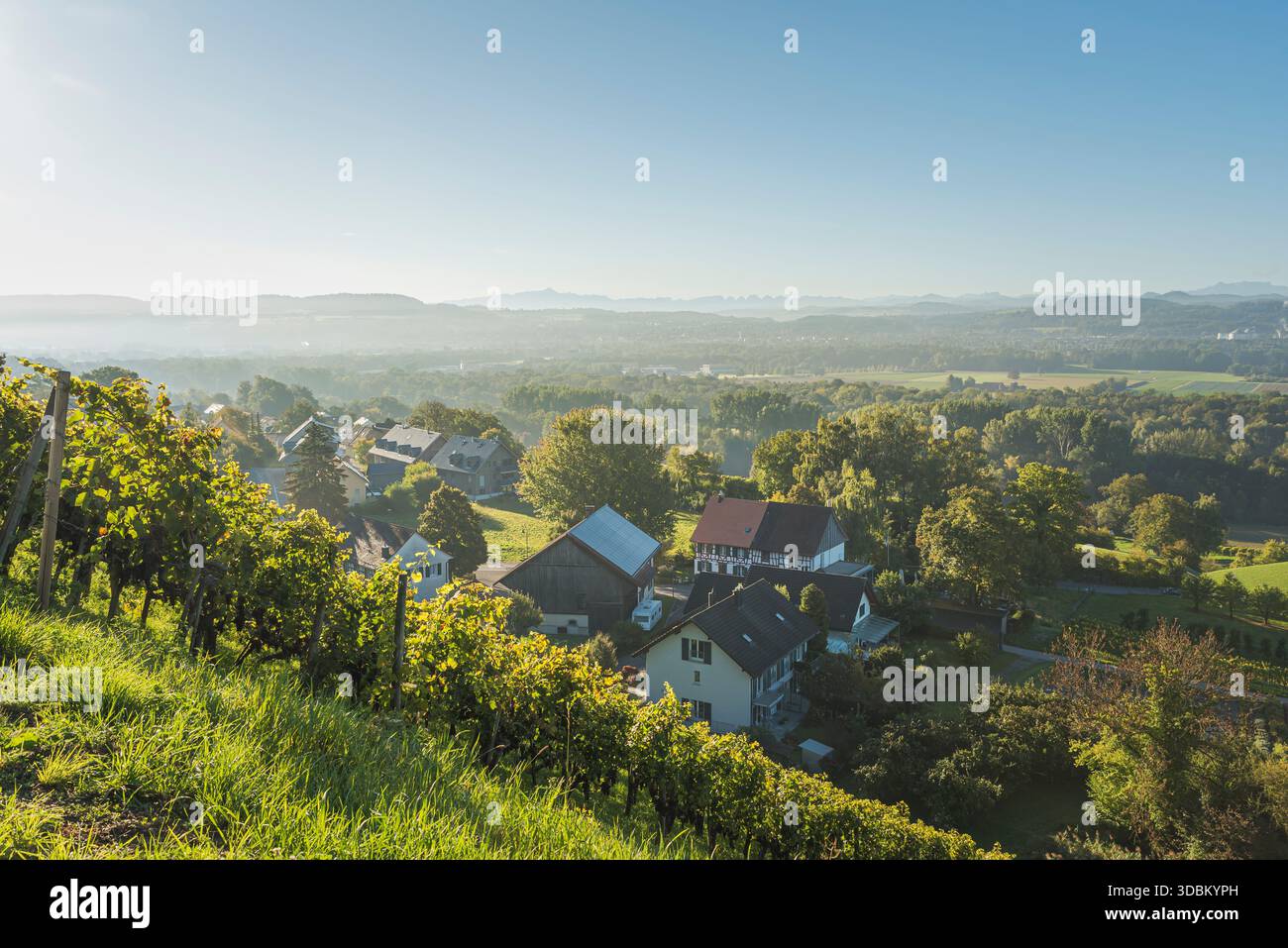 Vigneto con i monti Alpstein all'orizzonte, Wardt, Canton Thurgau, Svizzera Foto Stock