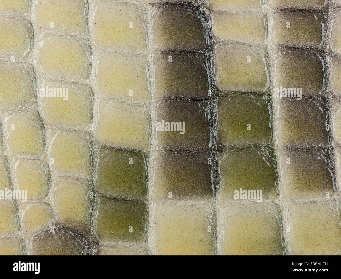 Abstract texture della pelle sintetica, coccodrillo macro sfondo. Foto Stock