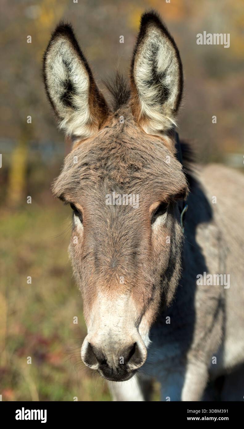 Ritratto, asino domestico (Equus asinus asinus) che guarda nella fotocamera, Svizzera Foto Stock