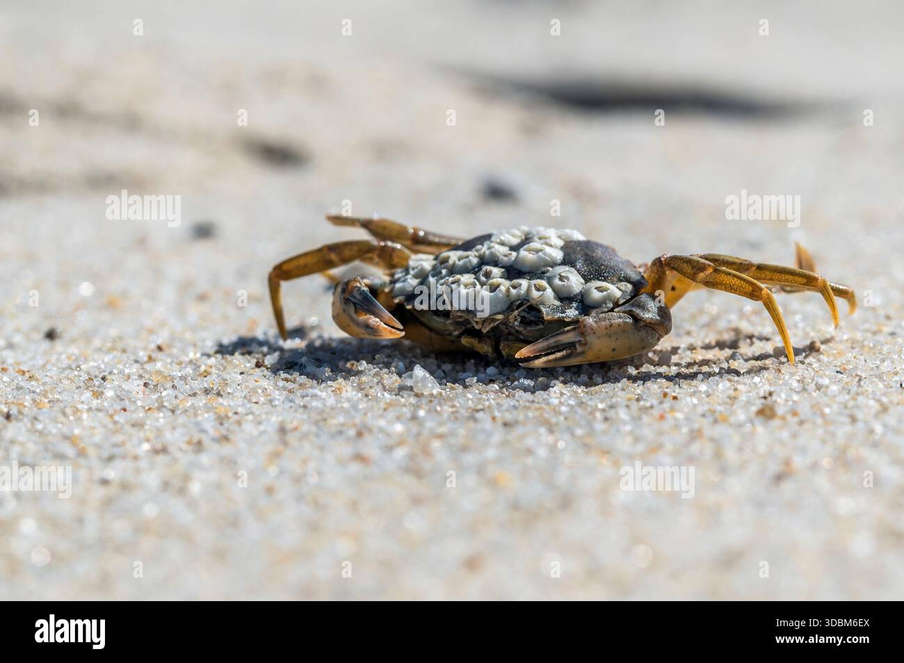 Granchio del Mare del Nord sulla costa del Mare del Nord Foto Stock