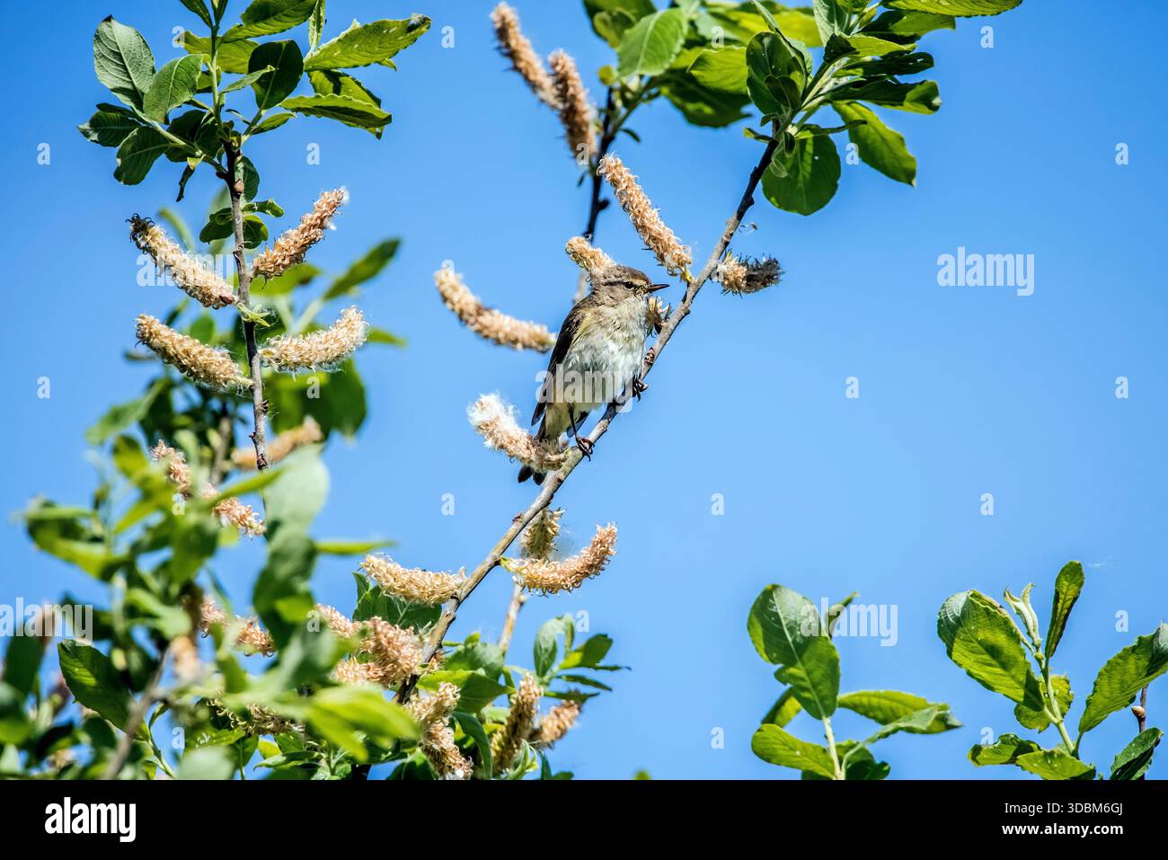Chiffchaff nei rami del salice Foto Stock