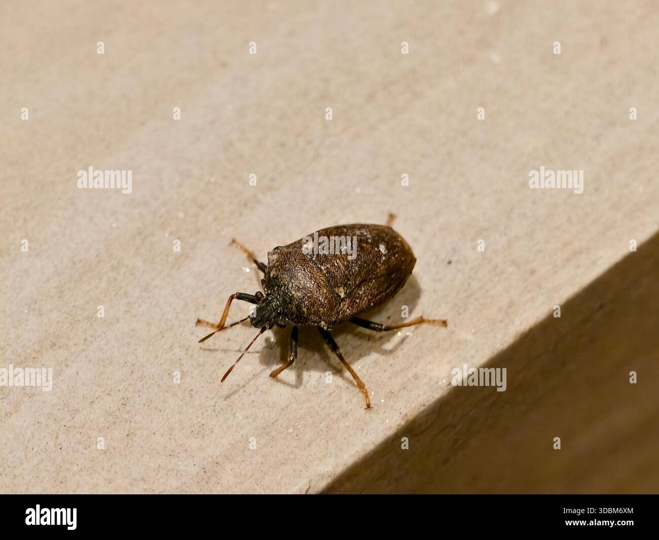 Insetto di protezione tartaruga o Scutelleridae succhiano liquidi vegetali come foglie, steli, o frutti Foto Stock