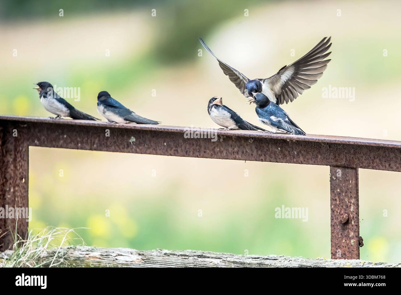 Fienile ingoiato i genitori portano piccoli uccelli insetti in volo Foto Stock