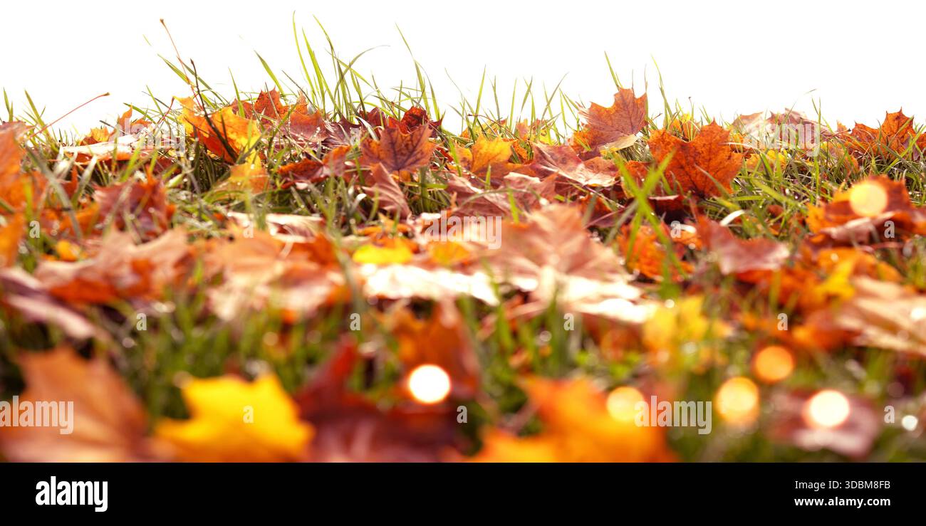 Foglie autunnali colorate su un prato con sfondo bianco isolato. Foglie autunnali dai colori brillanti con bokeh dorato, adatte per sfondi naturali stagionali. Foto Stock