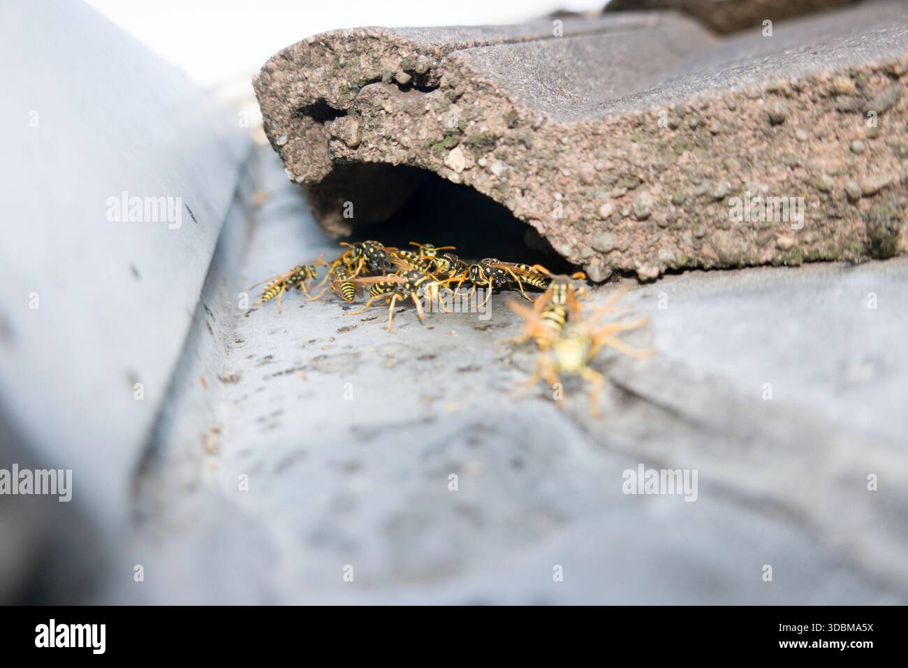Le vespe da campo (Polistes dominula) si riuniscono di fronte al loro nido, che si trova sotto una tegola del tetto Foto Stock
