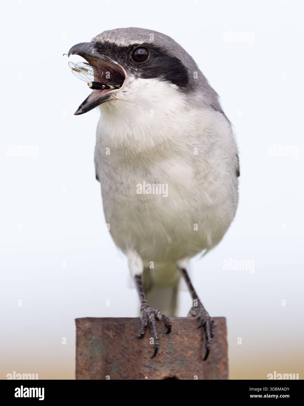 Insetti che mangiano uccello ingoiando l'ultimo pezzo di una libellula Foto Stock