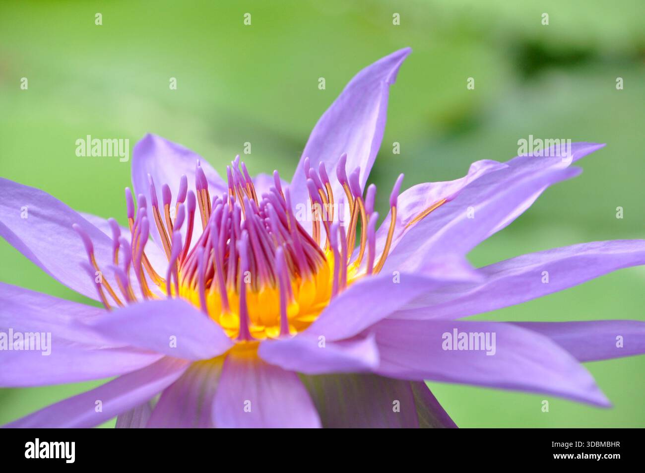 primo piano con fiori di ninfee viola Foto Stock