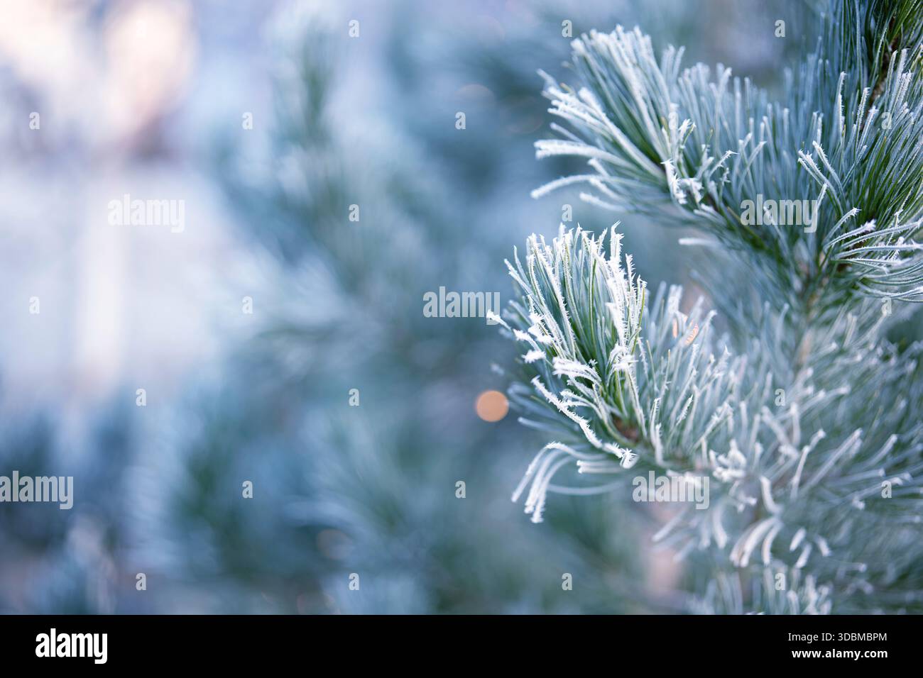 Rami di pino in inverno con hoarfrost congelato. Primo piano di un albero di natale naturale all'aperto. Foto Stock