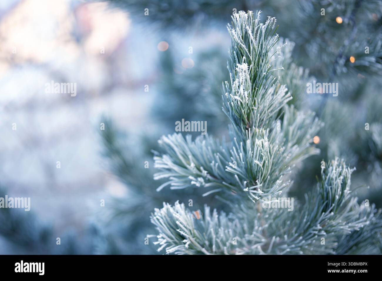 Rami di pino in inverno con hoarfrost congelato. Primo piano di un albero di natale naturale all'aperto. Foto Stock