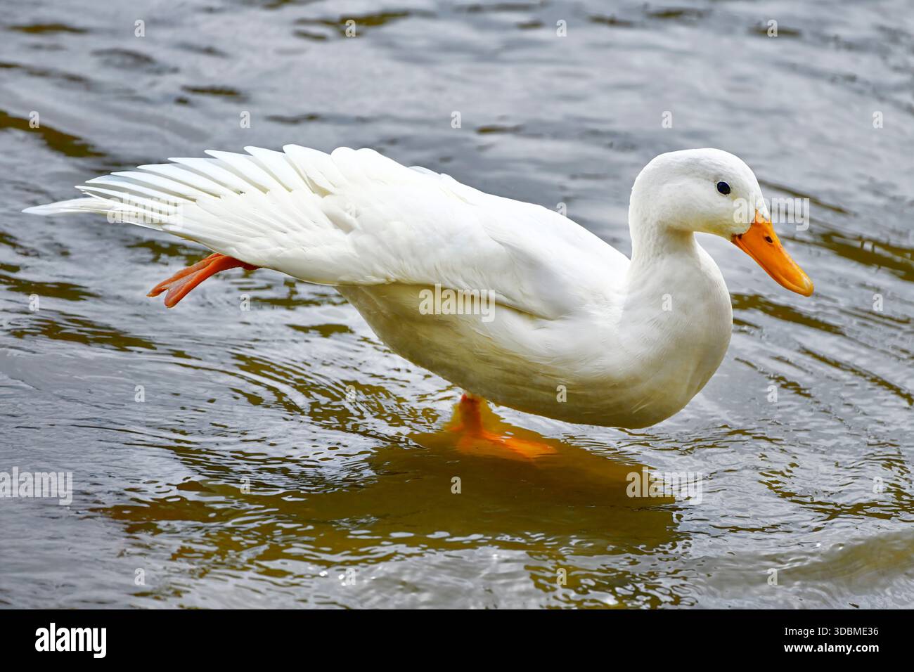 Anatra bianca, anatra domestica, Anas platyrhynchos forma domestica, sull'Elba durante un esercizio di stretching ad Amburgo, Germania Foto Stock