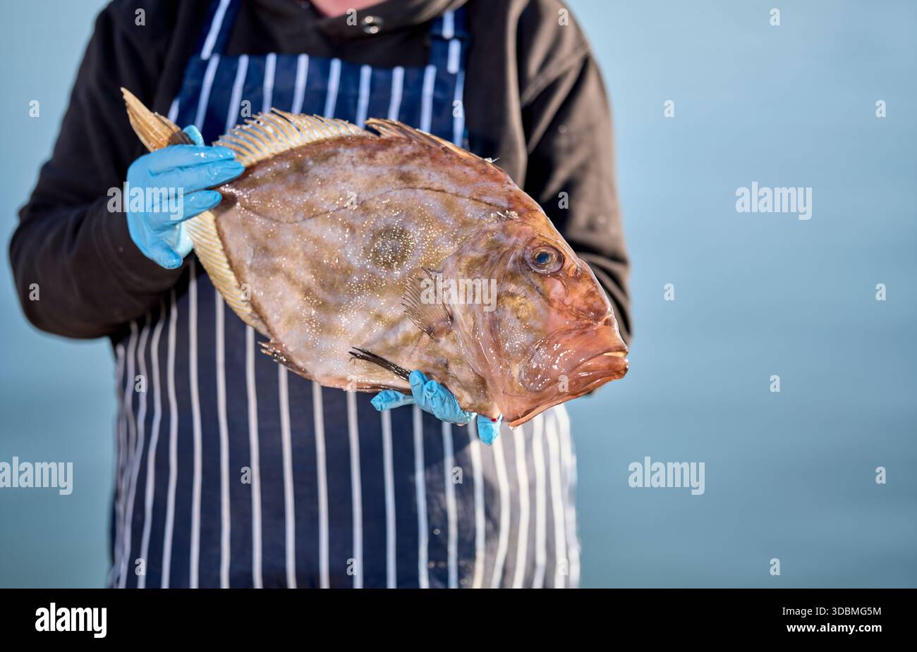 Foto di Guy Harrop. PIC di Appledore fish Docks, Appledore, Devon fishmonger Holding John Dory fish image copyright Guy harrop info@guyharrop.com 078 Foto Stock