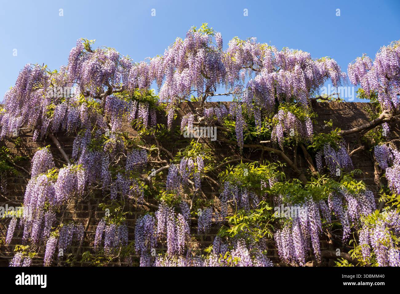 Laburnum viola in fiore, Cannizaro Park, Merton, Londra, Regno Unito Foto Stock