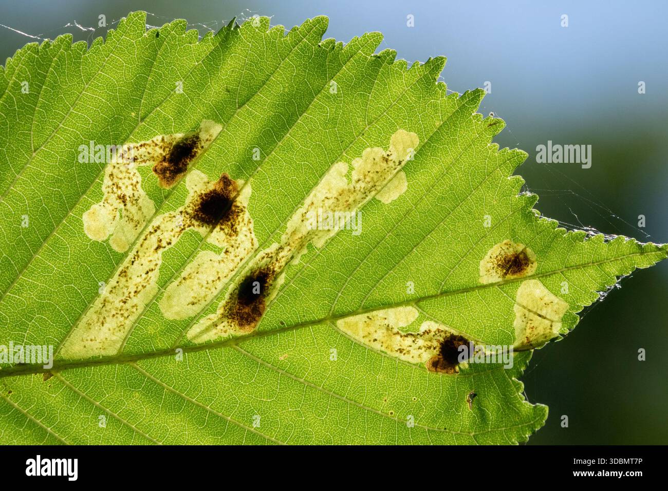 I corridoi degli insetti dei minatori delle foglie si avvicinano Foto Stock
