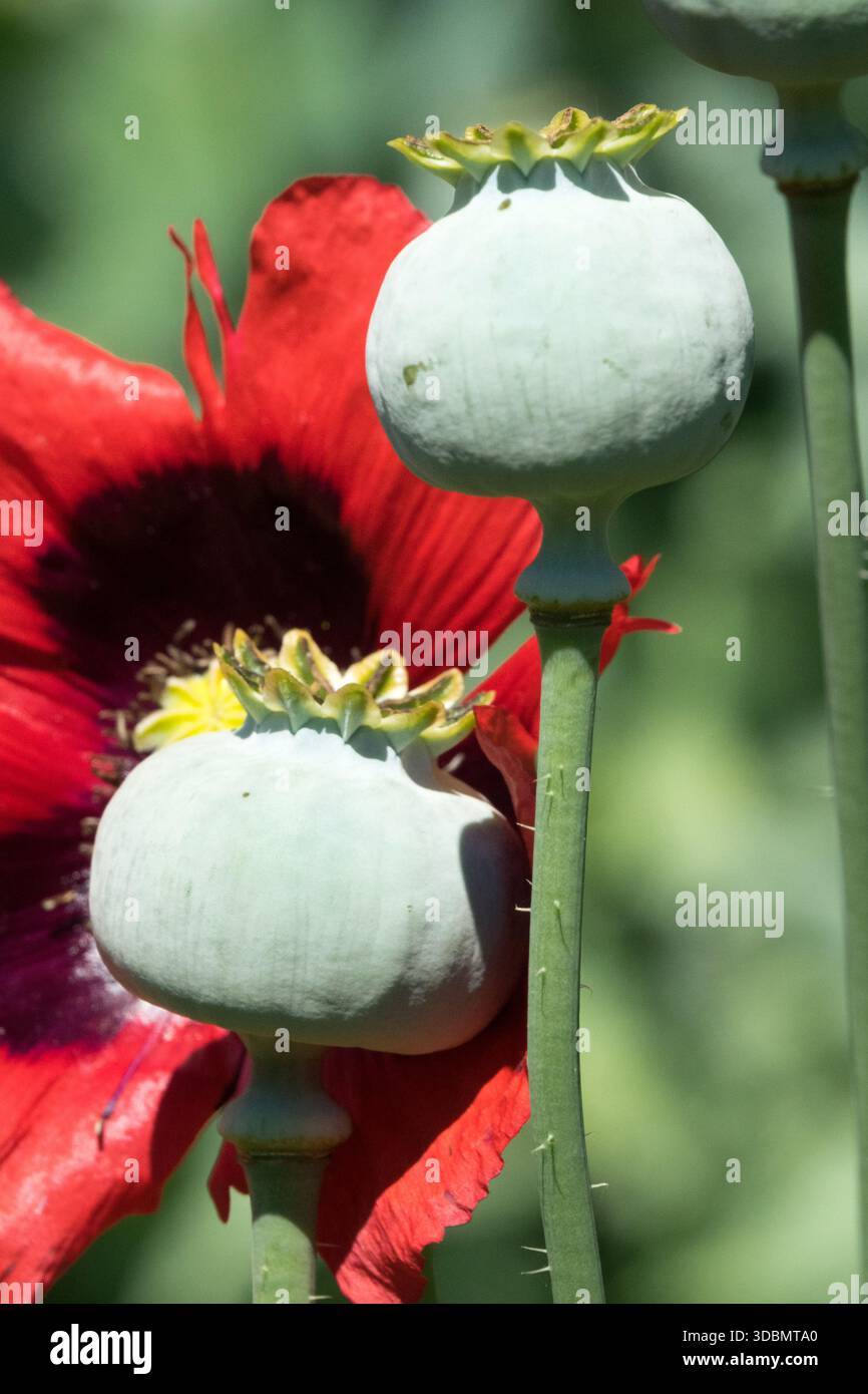 Teste di semi di papavero da oppio Foto Stock