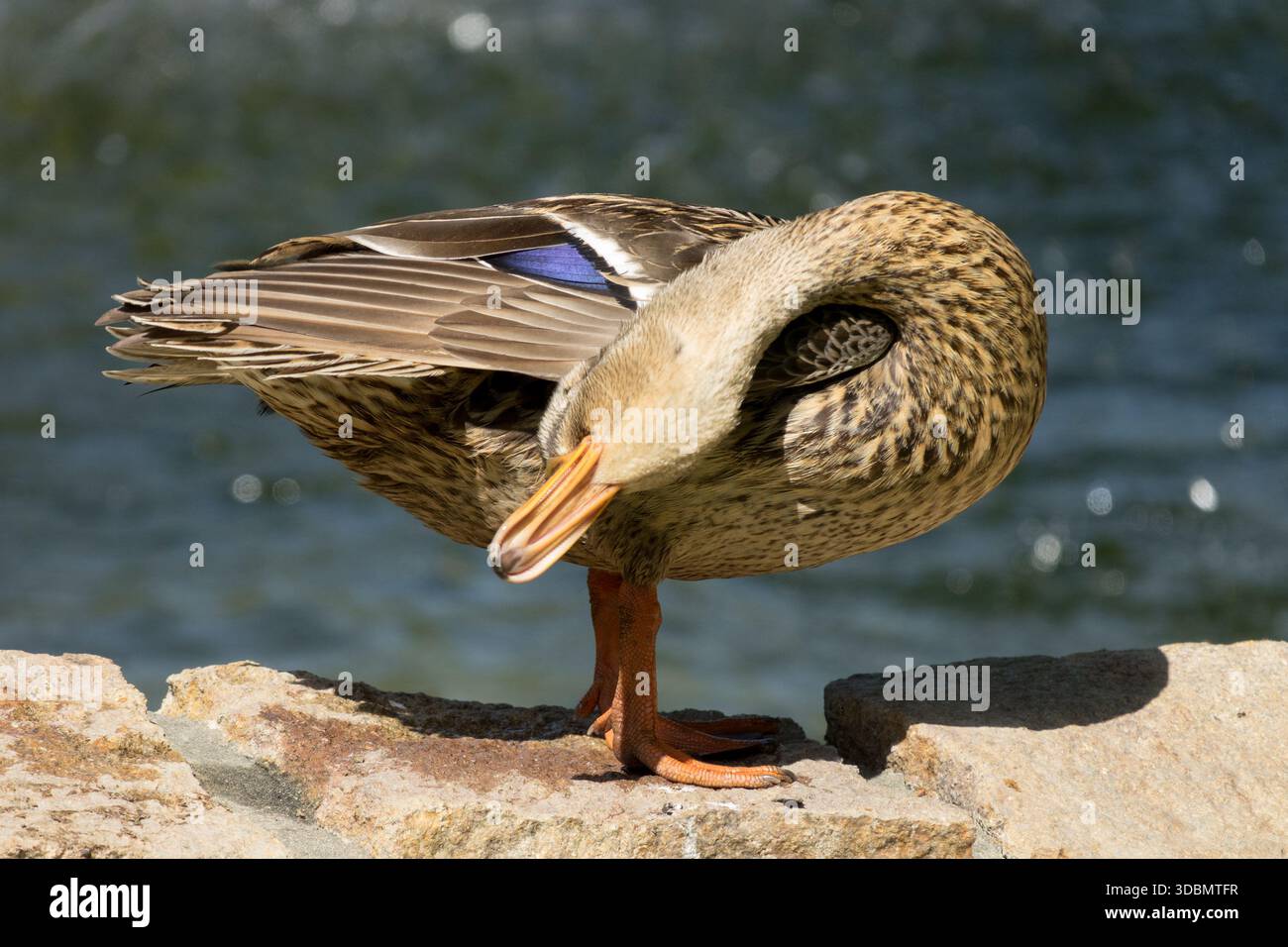 Piume per la pulizia dell'anatra selvatica Foto Stock