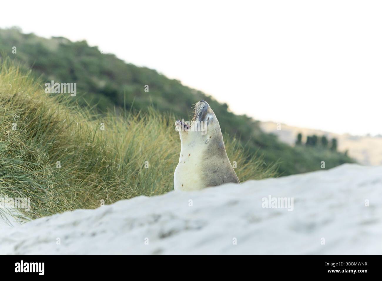 Vista di un leone marino con la sua bocca aperta sulla spiaggia sabbiosa sullo sfondo di verdi colline, catturando un momento di bellezza selvaggia e selvaggia, Dunedin e Otago Foto Stock
