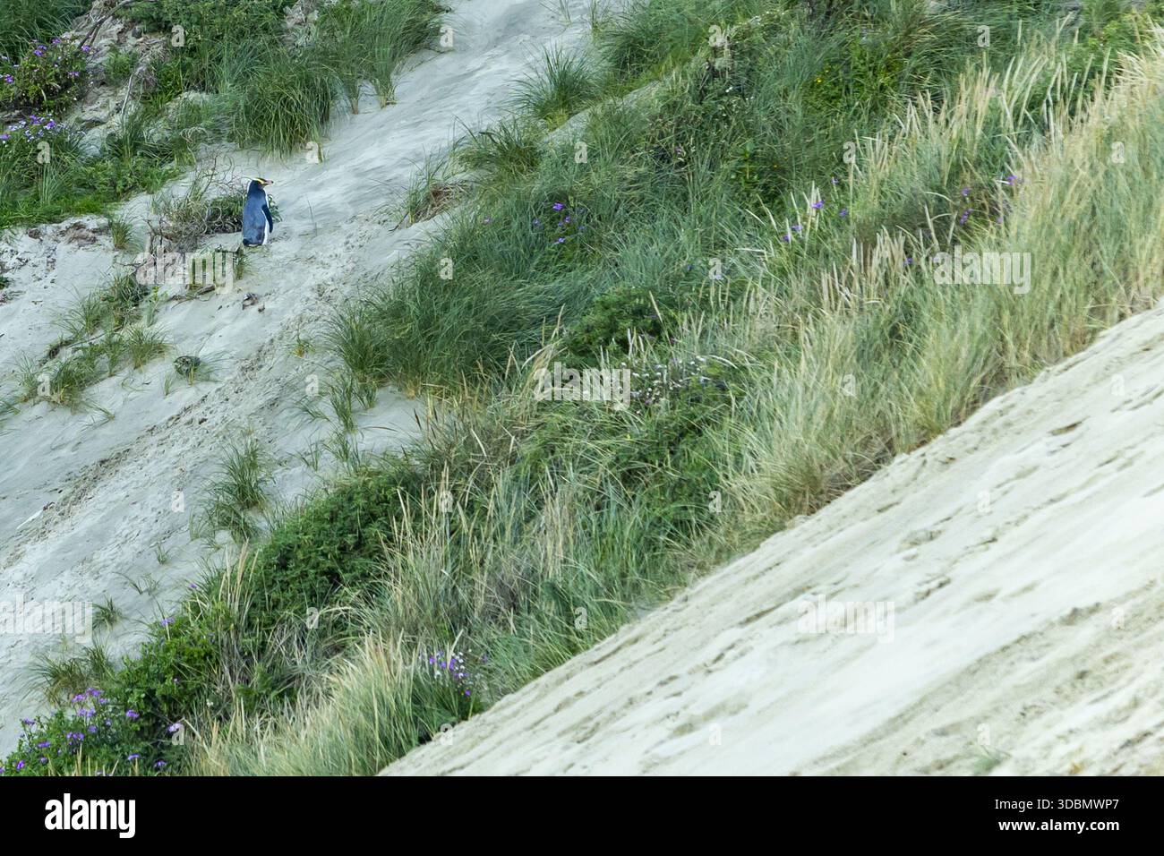 Vista di un hoiho solitario, o pinguino dagli occhi gialli, che si alza su un pendio sabbioso punteggiato di lussureggianti erbe verdi e fiori selvatici viola, Dunedin, regione di Otago Foto Stock